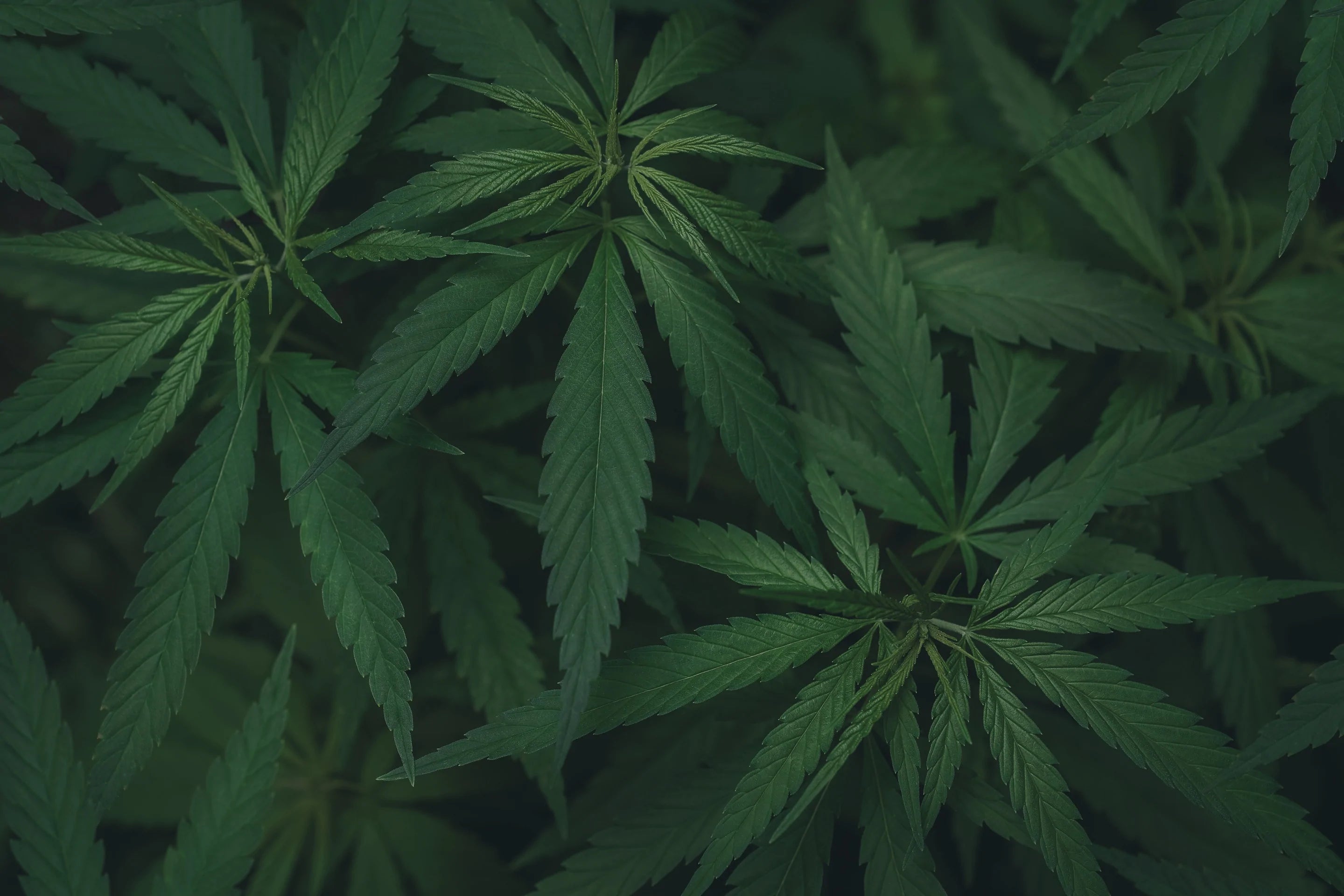Organic full-spectrum cannabis products