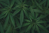 Is CBD oil Legal in Israel?