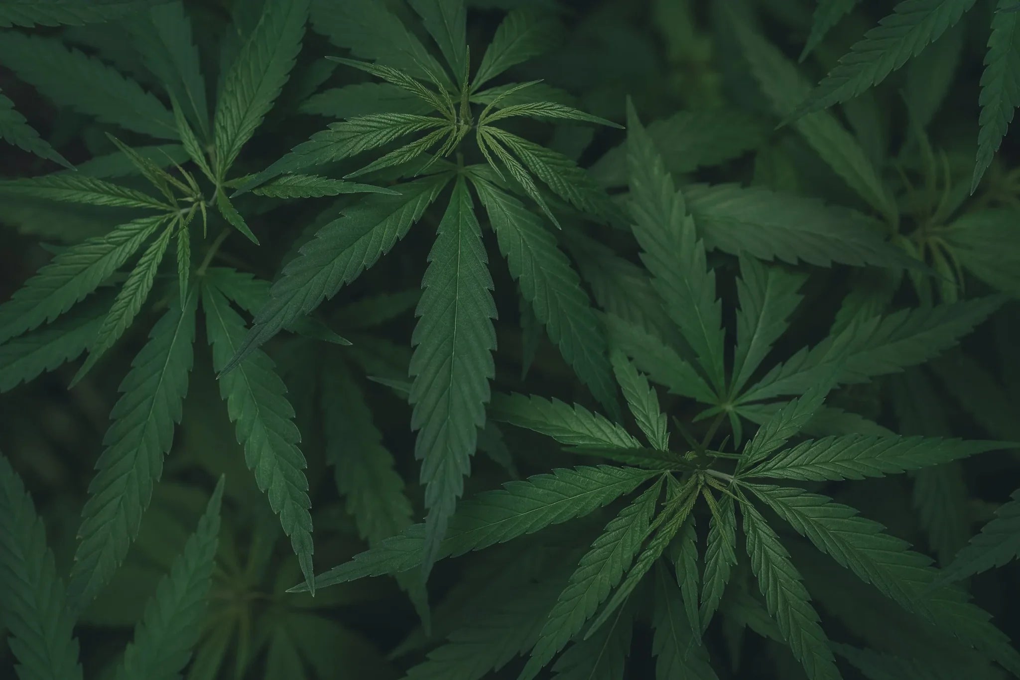 Is CBD Legal in Sweden?